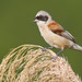 Eurasian Penduline-Tit - Photo (c) Paul Cools, some rights reserved (CC BY-NC), uploaded by Paul Cools