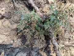 Asplenium cuneifolium
