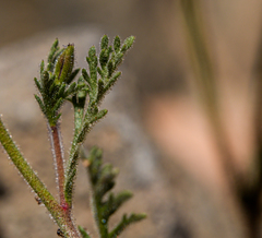 Gilia laciniata