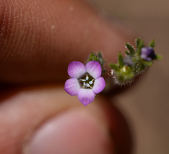 Gilia laciniata