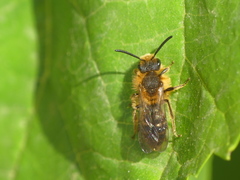 Andrena