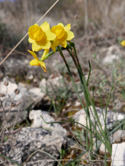 Narcissus assoanus