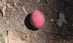 Beilschmiedia miersii