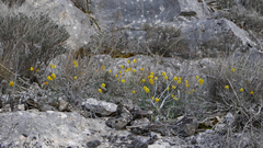 Narcissus assoanus