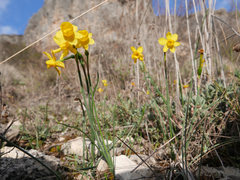 Narcissus assoanus