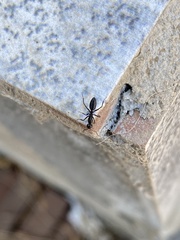 Camponotus morosus