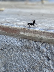 Camponotus morosus