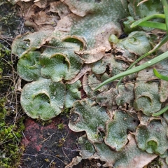 Lunularia cruciata