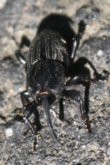 Sphenophorus scoparius
