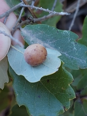Cynips quercus