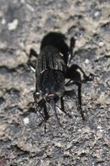 Sphenophorus scoparius