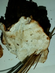 Fungi