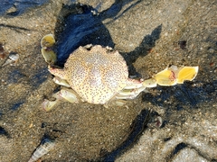 Matuta victor