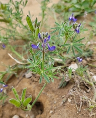 Lupinus bicolor