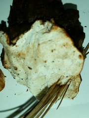 Fungi