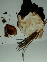 Fungi