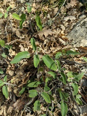 Salvia tomentosa