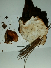 Fungi