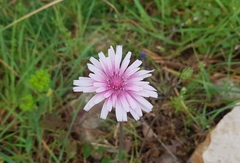 Crepis rubra