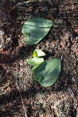 Eriospermum cooperi cooperi