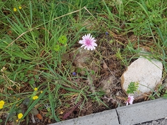 Crepis rubra