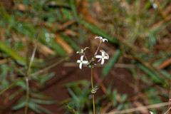 Kohautia amatymbica