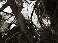 Troglodytes troglodytes