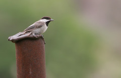 Sombre Tit photo 5