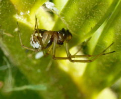 Frontinellina frutetorum