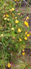 Oxalis californica