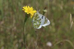Euchloe ausonia
