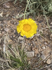 Baileya pleniradiata