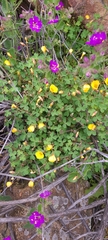 Oxalis californica