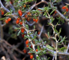 Lycium chilense