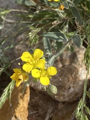 Physaria tenella