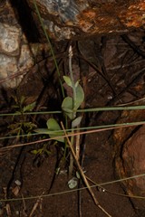 Kalanchoe rotundifolia