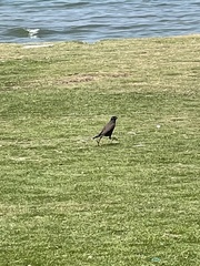 Acridotheres tristis