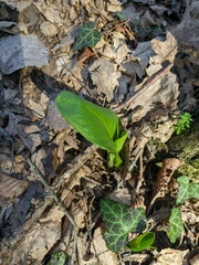 Arum elongatum