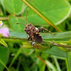 Meropachyinae