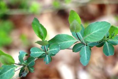 Lonicera caprifolium