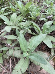 Salvia spathacea