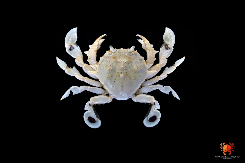 Speckled Moon Crab