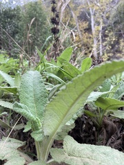 Salvia spathacea
