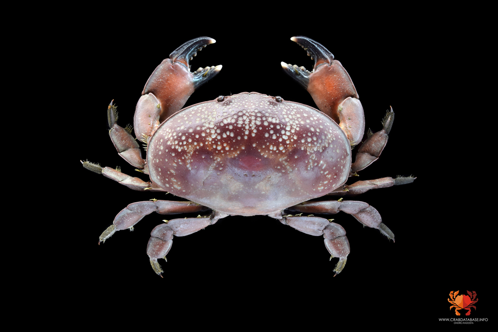 Red egg crab