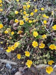 Potentilla incana
