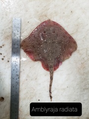 Amblyraja radiata