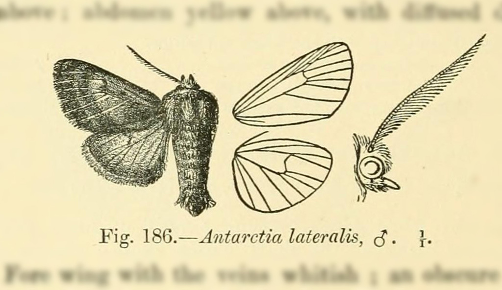 Paracles lateralis