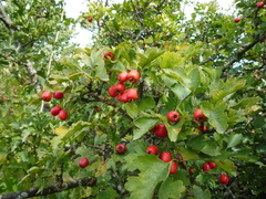 Crataegus macrocarpa
