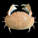 Smooth Box Crab - Photo (c) Ondřej Radosta, some rights reserved (CC BY-NC)