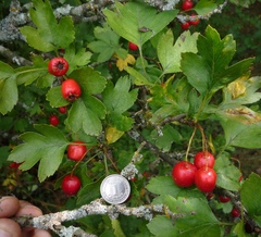 Crataegus macrocarpa